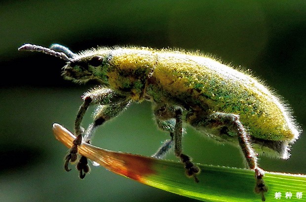 象甲对黄皮树有什么危害？附图片