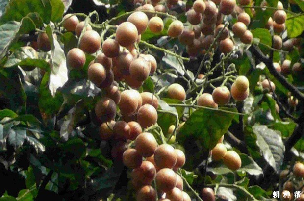 小鸡心黄皮品种好不好？