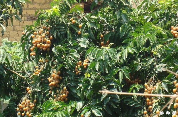 小鸡心黄皮品种好不好？