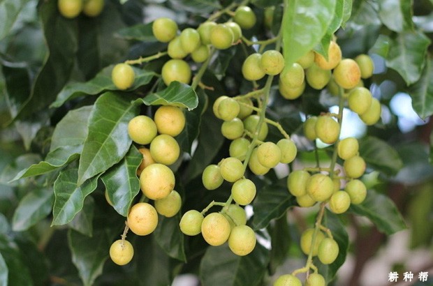 小鸡心黄皮品种好不好？