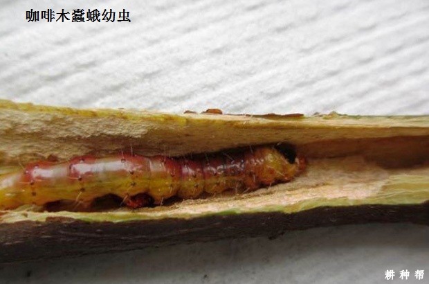 木蠹蛾对黄皮树有什么危害？附图片