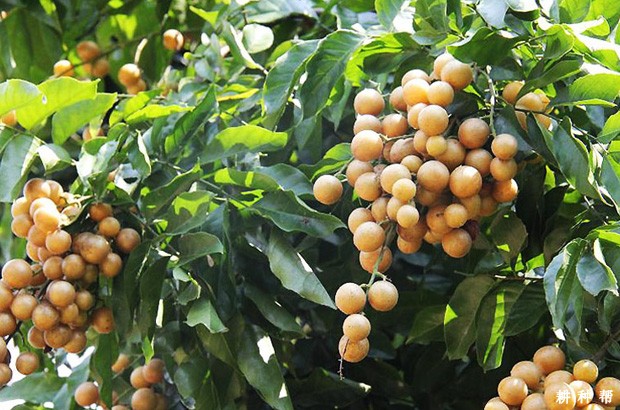 大鸡心黄皮品种好不好？