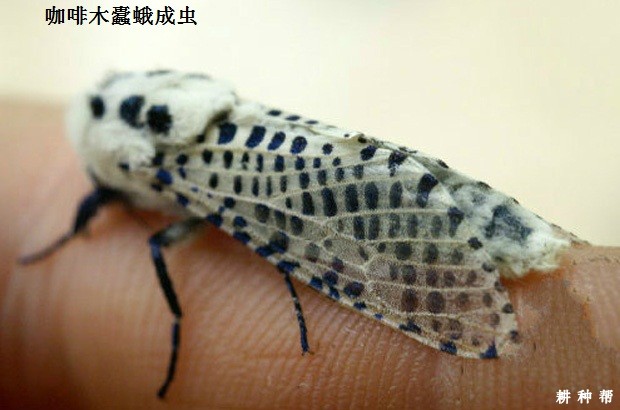 木蠹蛾对黄皮树有什么危害？附图片