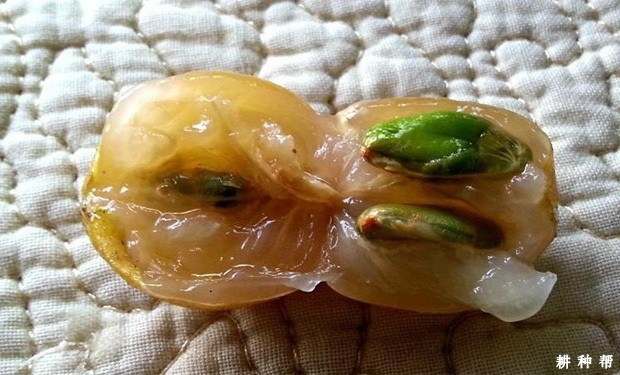 大鸡心黄皮品种好不好？