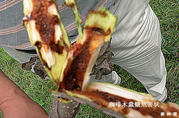木蠹蛾对黄皮树有什么危害？附图片