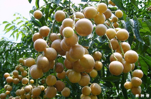 大鸡心黄皮品种好不好？