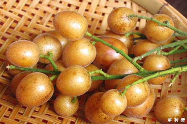 大鸡心黄皮品种好不好？