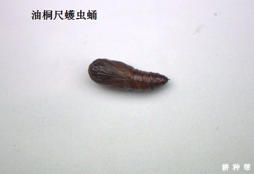 尺蠖对黄皮树有什么危害？附图片