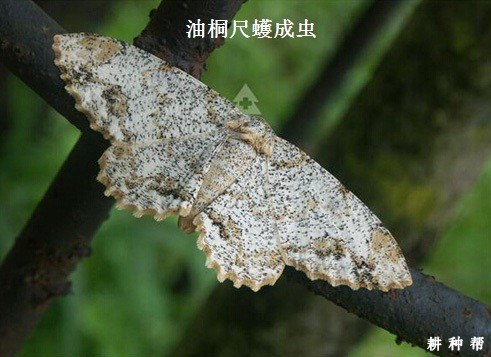 尺蠖对黄皮树有什么危害？附图片