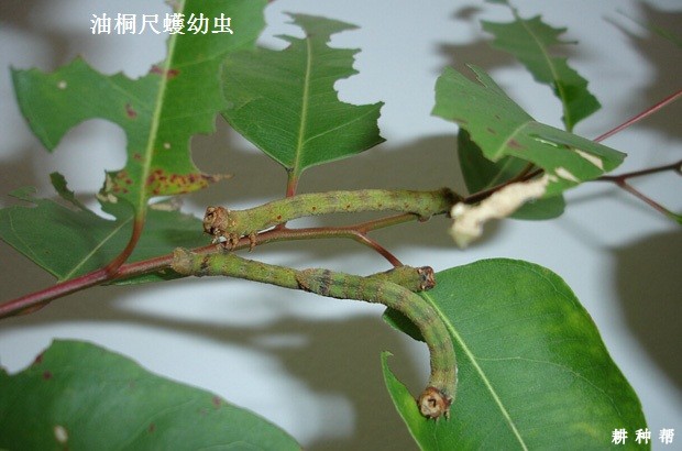 尺蠖对黄皮树有什么危害？附图片