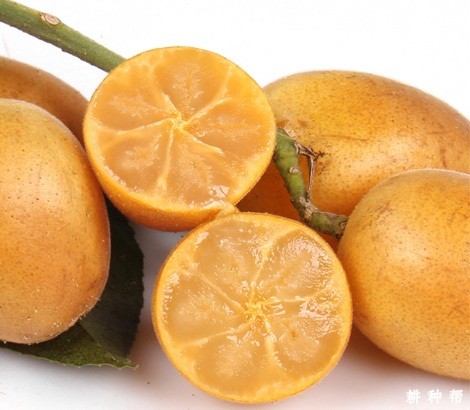 中国无核黄皮之乡是哪里？