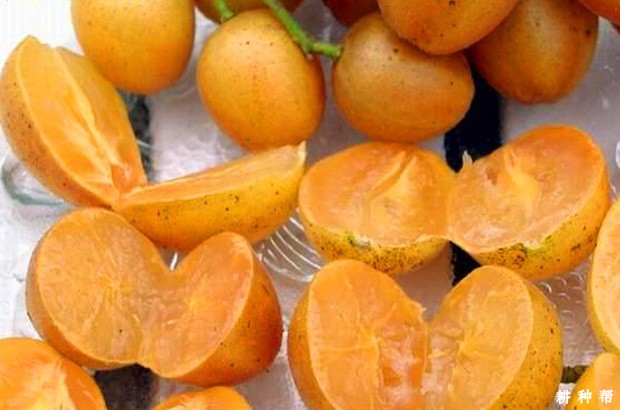 中国无核黄皮之乡是哪里？