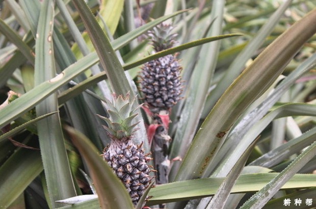 香水菠萝（台农11号）品种好不好？