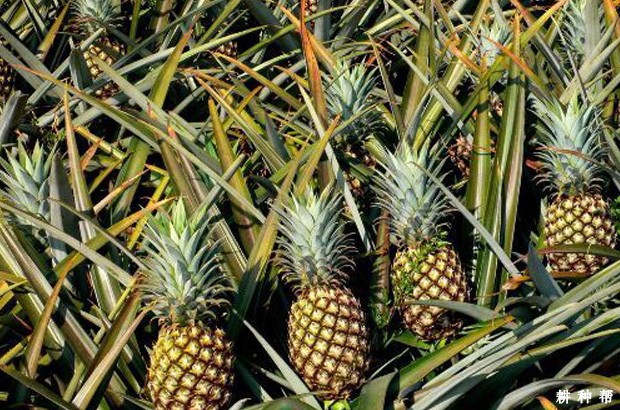 香水菠萝（台农11号）品种好不好？