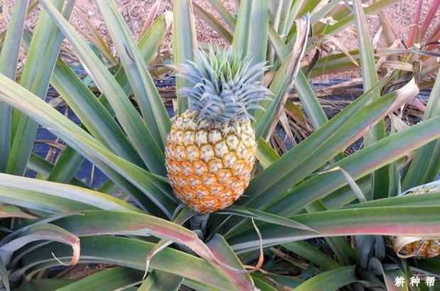 香水菠萝（台农11号）品种好不好？