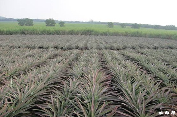 香水菠萝（台农11号）品种好不好？