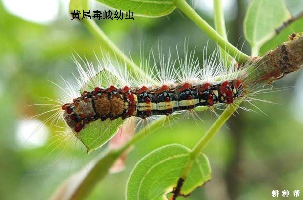 毒蛾对黄皮树有哪些危害？附图片