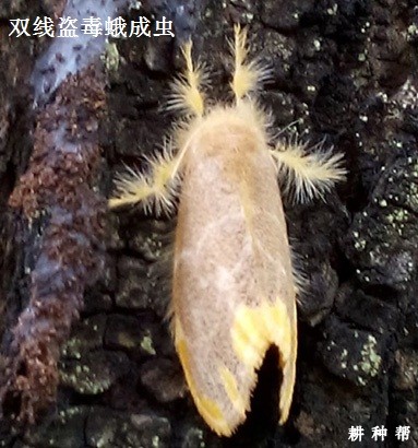 毒蛾对黄皮树有哪些危害？附图片