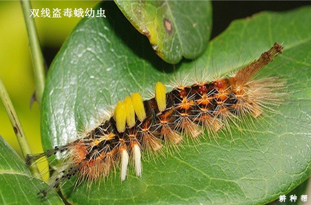 毒蛾对黄皮树有哪些危害？附图片