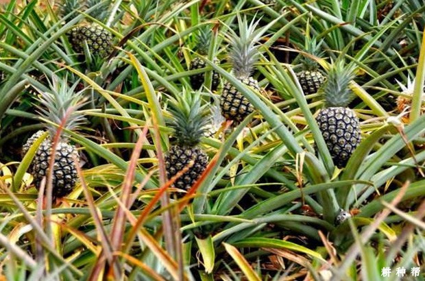菠萝巴厘种好不好？