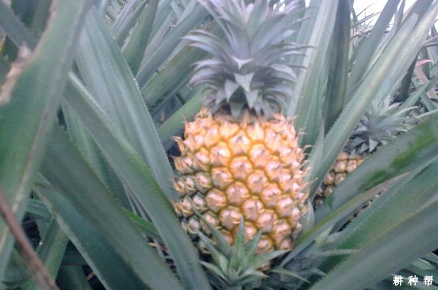 菠萝巴厘种好不好？