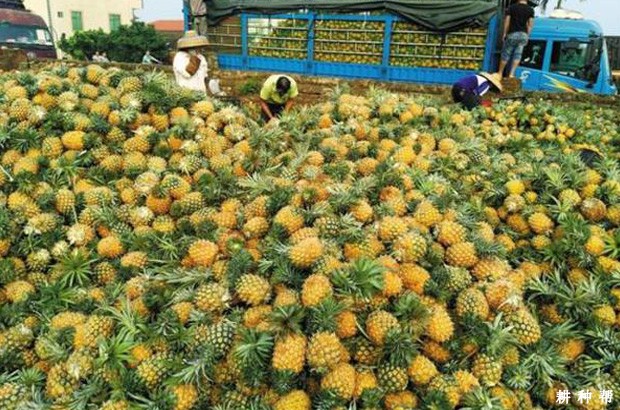 菠萝巴厘种好不好？