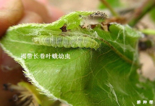 卷叶蛾对黄皮树有什么危害？附图片