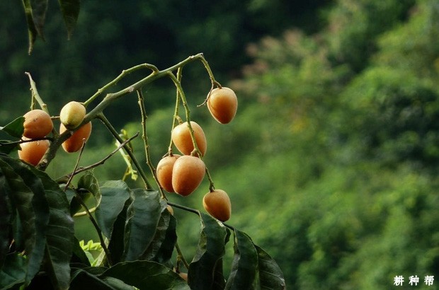 孕妇可以吃黄皮果吗？