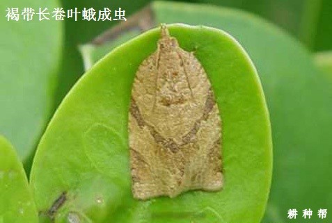 卷叶蛾对黄皮树有什么危害？附图片