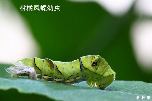 凤蝶对黄皮树有哪危害？附图片