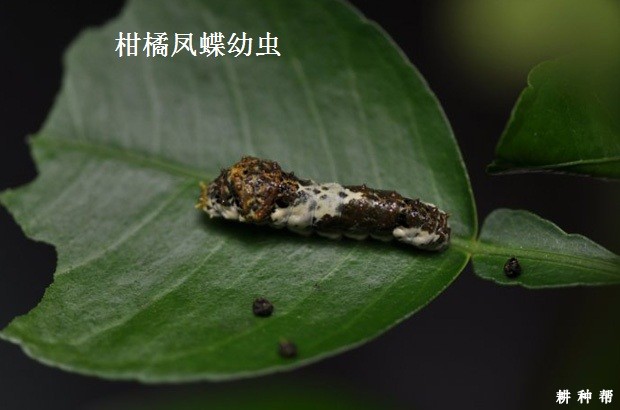 凤蝶对黄皮树有哪危害？附图片