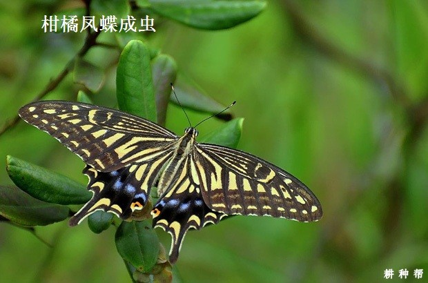 凤蝶对黄皮树有哪危害？附图片