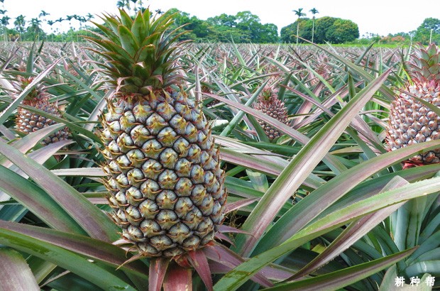 菠萝吃多了会怎样呢？