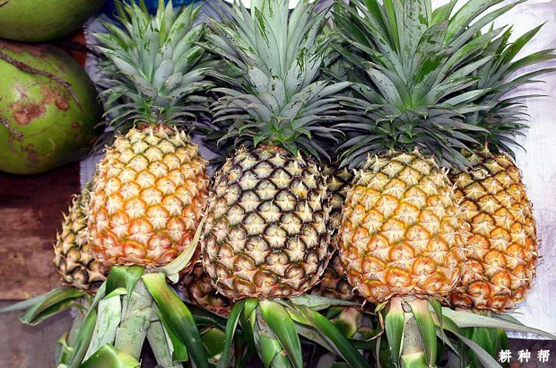 菠萝吃多了会怎样呢？