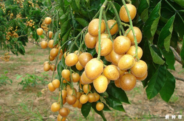 吃黄皮对人体有哪些好处？