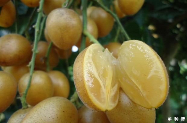 吃黄皮对人体有哪些好处？