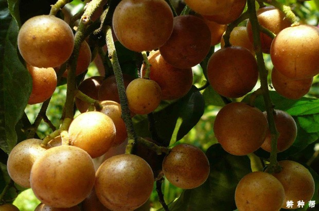 吃黄皮对人体有哪些好处？