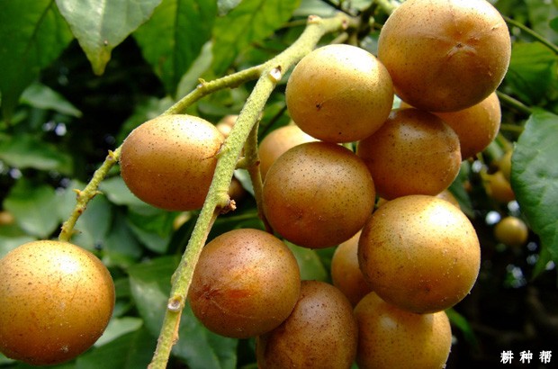 黄皮有哪些功效与作用？