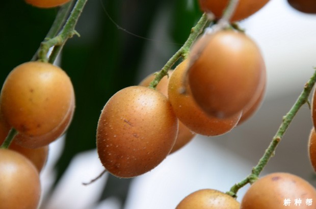 黄皮有哪些功效与作用？