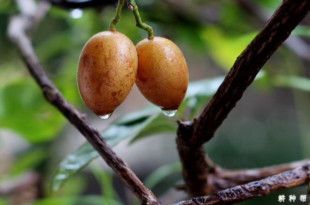 黄皮有哪些功效与作用？