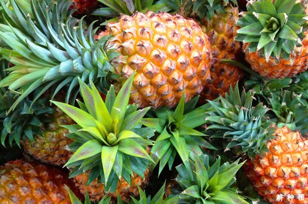 吃菠萝会上火吗？