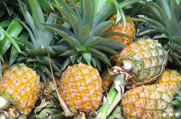 吃菠萝会上火吗？