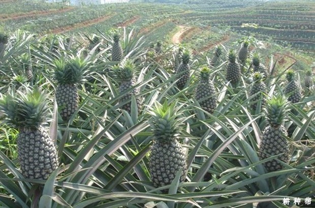 沙捞越菠萝品种好不好？