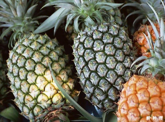 沙捞越菠萝品种好不好？