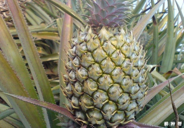 沙捞越菠萝品种好不好？