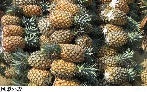 凤梨和菠萝有什么区别吗？