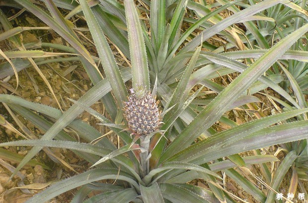 神湾菠萝品种好不好？