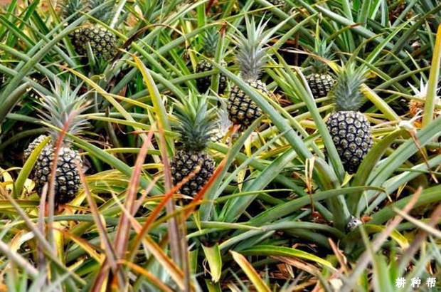 神湾菠萝品种好不好？