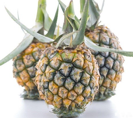 神湾菠萝品种好不好？