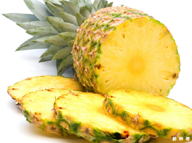 吃菠萝的功效与作用是什么？